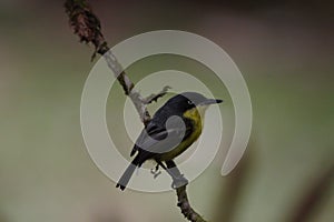 Common Tody-Flycatcher in the Rainforest