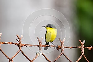 Common Tody Flycatcher