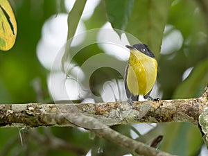 Common Tody-Flycatcher Todirostrum cinereum