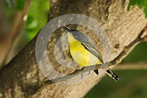 Common Tody-flycatcher - Todirostrum cinereum