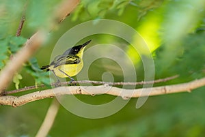 Common Tody-flycatcher - Todirostrum cinereum