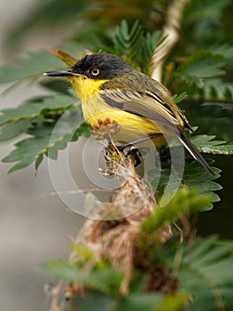 Common Tody-flycatcher - Todirostrum cinereum small black and yellow passerine bird near its nest, tyrant flycatcher family
