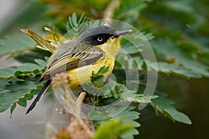 Common Tody-flycatcher - Todirostrum cinereum small black and yellow passerine bird near its nest, tyrant flycatcher family