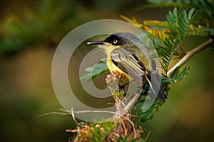 Common Tody-flycatcher - Todirostrum cinereum small yellow passerine bird in the tyrant flycatcher family next to nest, from