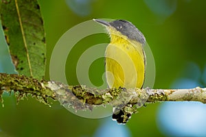 Common Tody-flycatcher - Todirostrum cinereum very small passerine bird in the tyrant flycatcher family