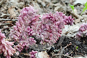 Common toothwort grow in natural habitat