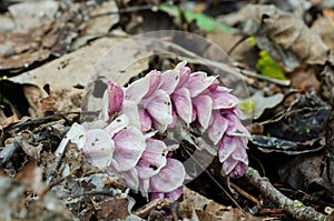Common toothwort grow in natural habitat