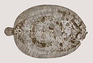 Common topknot zeugopterus punctatus photo