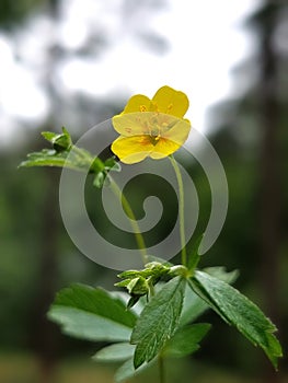 Common tormentil (Potentilla erecta)