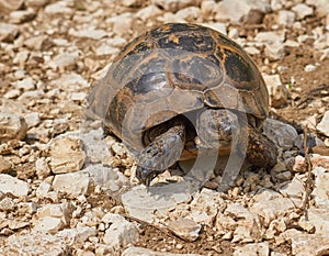 Common tortoise or Tetsudo graeca male .