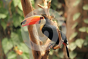 Common toucan