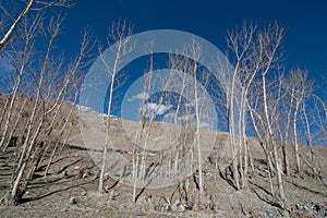 Common Tree in Dhankar Village, Spiti Valley, Himachal