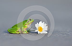 Common tree frog