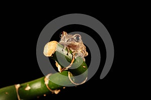 Common tree Frog on bamboo