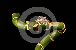 Common tree Frog on bamboo