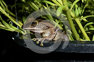 Common tree frog or Golden tree frog