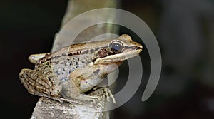 Common tree frog, Golden tree frog Polypedates leucomystax, Beautiful Frog, Frog on the rocks