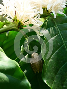 Common Tree Frog hiding on green leaf of coffee plant