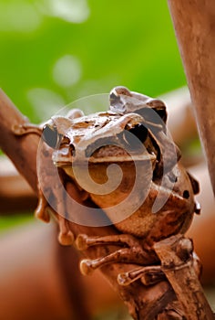 Common Tree Frog holding her child