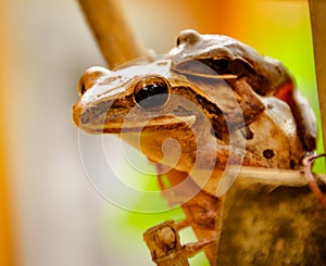 Common Tree Frog holding her child