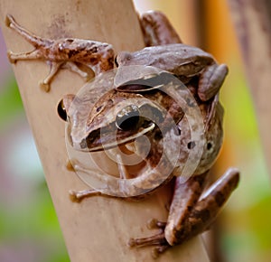 Common Tree Frog holding her child