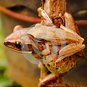 Common Tree Frog holding her child