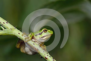 Common tree frog - Hyla arborea