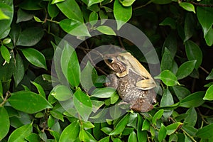 Common tree frog mating.