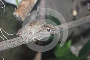Common tree frog Polypedates leucomystax