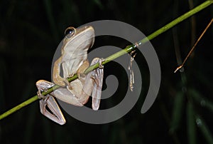 Common Tree Frog, Polypedates leucomystax