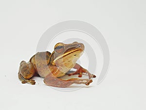 The common tree frog, Polypedates leucomystax