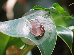 Common tree frog Polypedates leucomystax sit on the leaf.