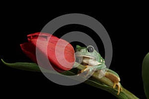 Common Tree Frog - Studio Captured Image