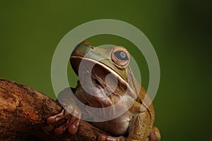 Common Tree Frog - Studio Captured Image