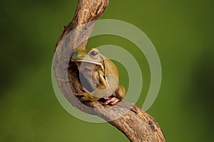 Common Tree Frog - Studio Captured Image