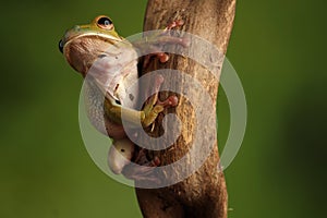 Common Tree Frog - Studio Captured Image