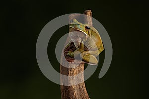 Common Tree Frog - Studio Captured Image