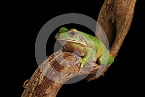 Common Tree Frog - Studio Captured Image