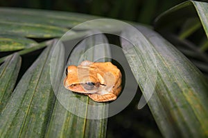 Common Tree Frop (Polypedates leucomystax)