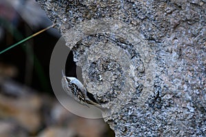 Common Treecreeper or Certhia brachydactyla, standing on a rock wall.