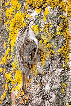 Common Treecreeper sits on the tree trunk with orange lichen