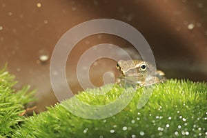 Common treefrog