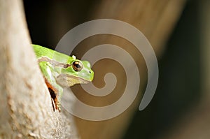 Common Treefrog, Crete