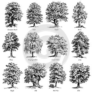 Common trees vector illustrations set