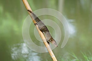 Common treeshrew climbing down