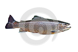 Common trout