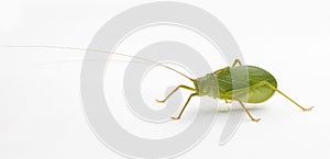 Common True Katydid