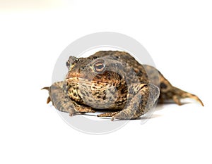 Common true toad with brown body and black dot markings on dry rough skin isolated on a white background with copy space