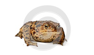 Common true toad or frog with brown body and black dot markings on dry rough skin isolated on a white background with