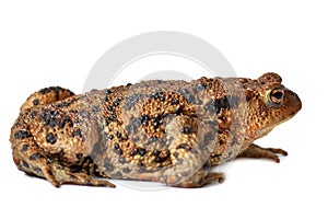 Common true toad or frog with brown body and black dot markings on dry rough skin isolated on a white background with